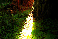 Redwood light path by Sharon Mollerus